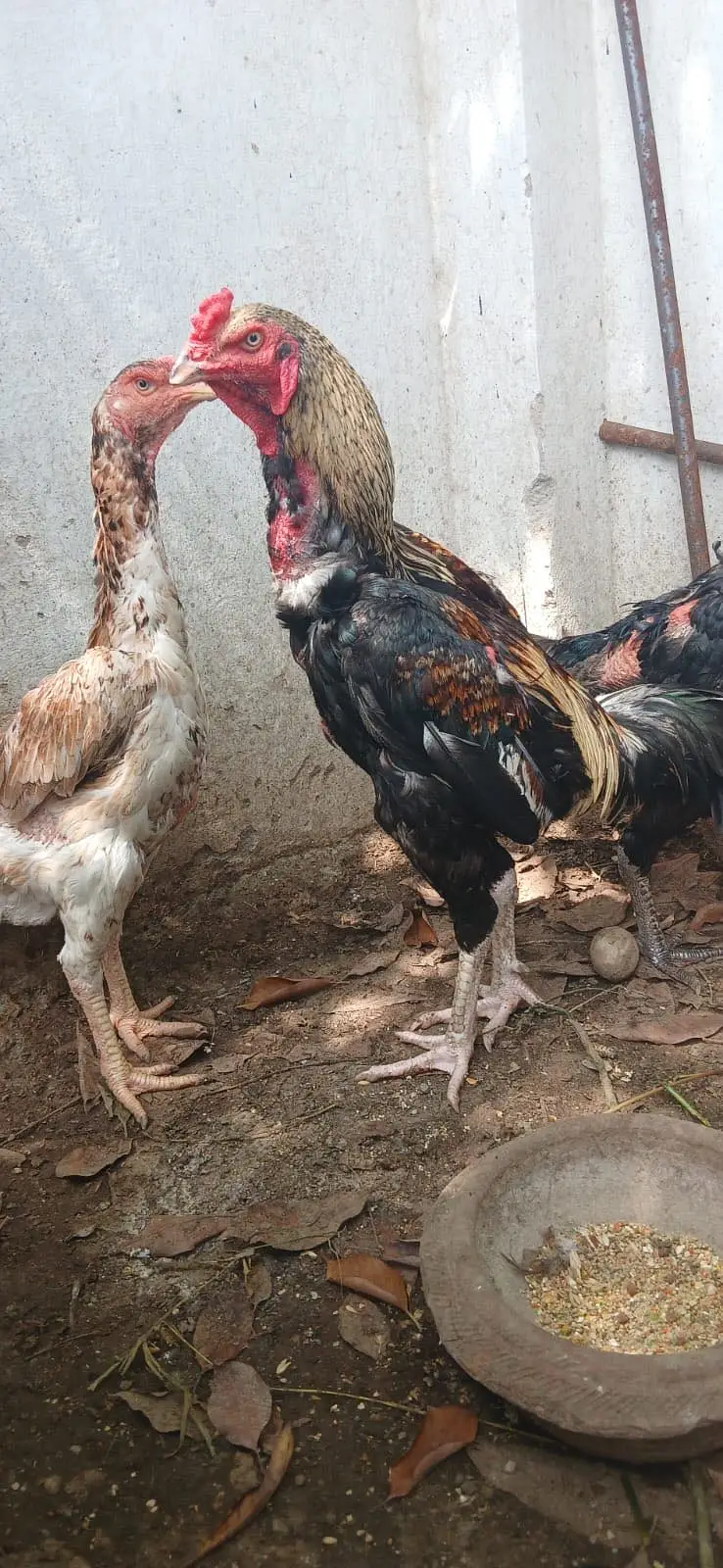 Shamoo and Hera Aseel pair exchange with Gultair — photo 2