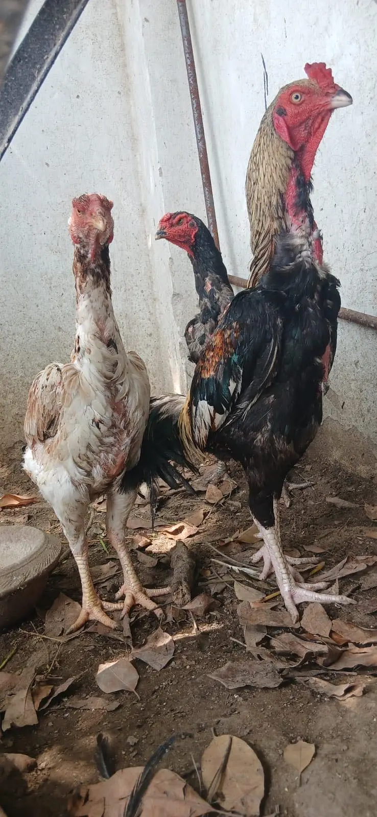 Shamoo and Hera Aseel pair exchange with Gultair — photo 4