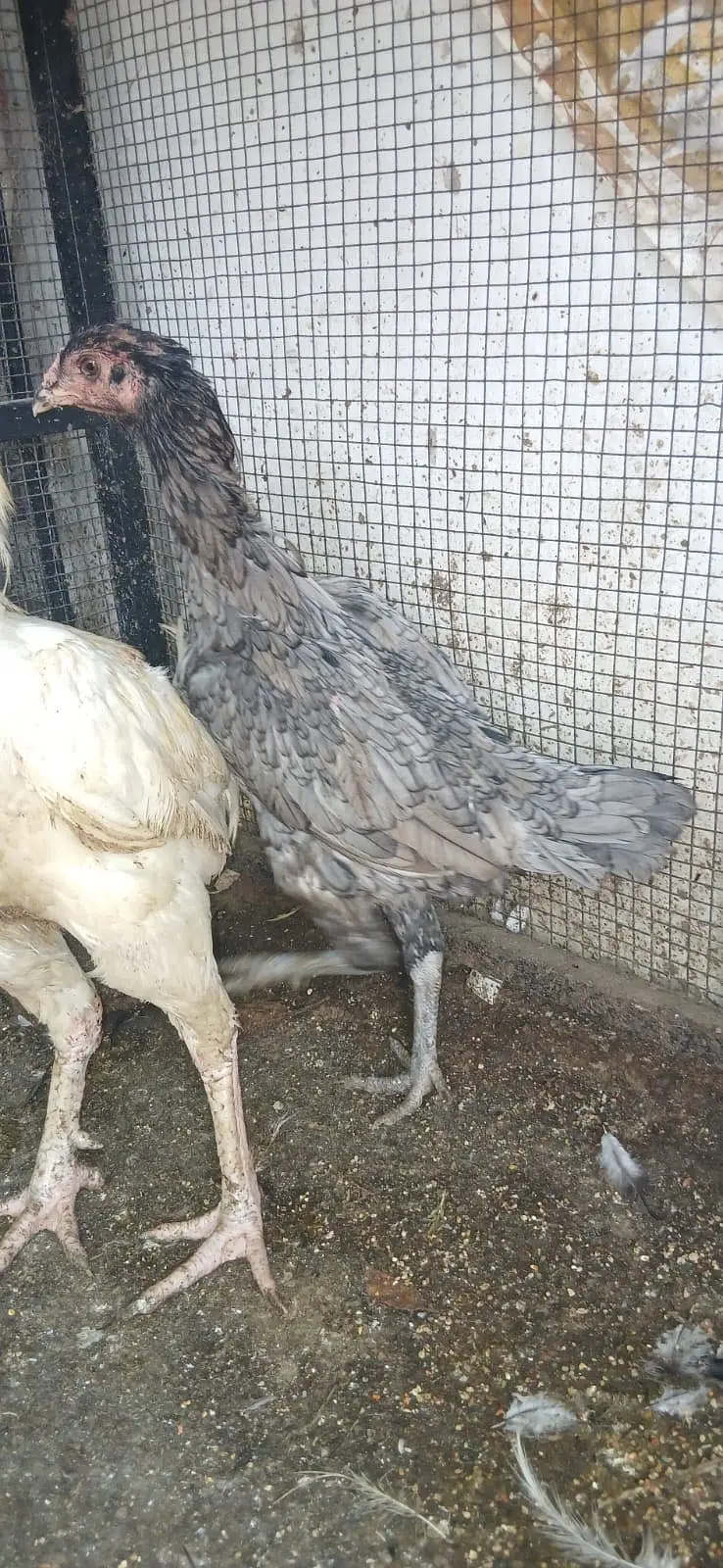 Shamoo and Hera Aseel pair exchange with Gultair — photo 12