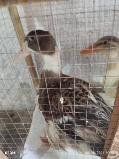 Healthy Duck Pair for Sale