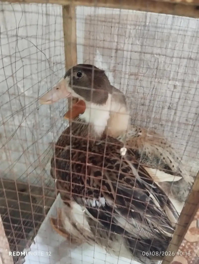 Healthy Duck Pair for Sale — photo 2