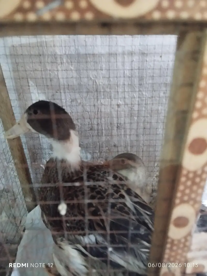Healthy Duck Pair for Sale — photo 3