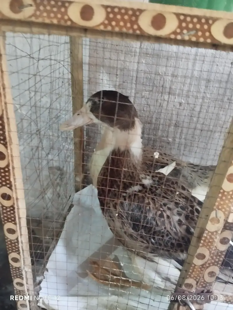 Healthy Duck Pair for Sale — photo 4