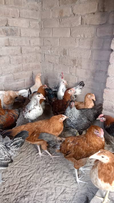 Desi muria murgy