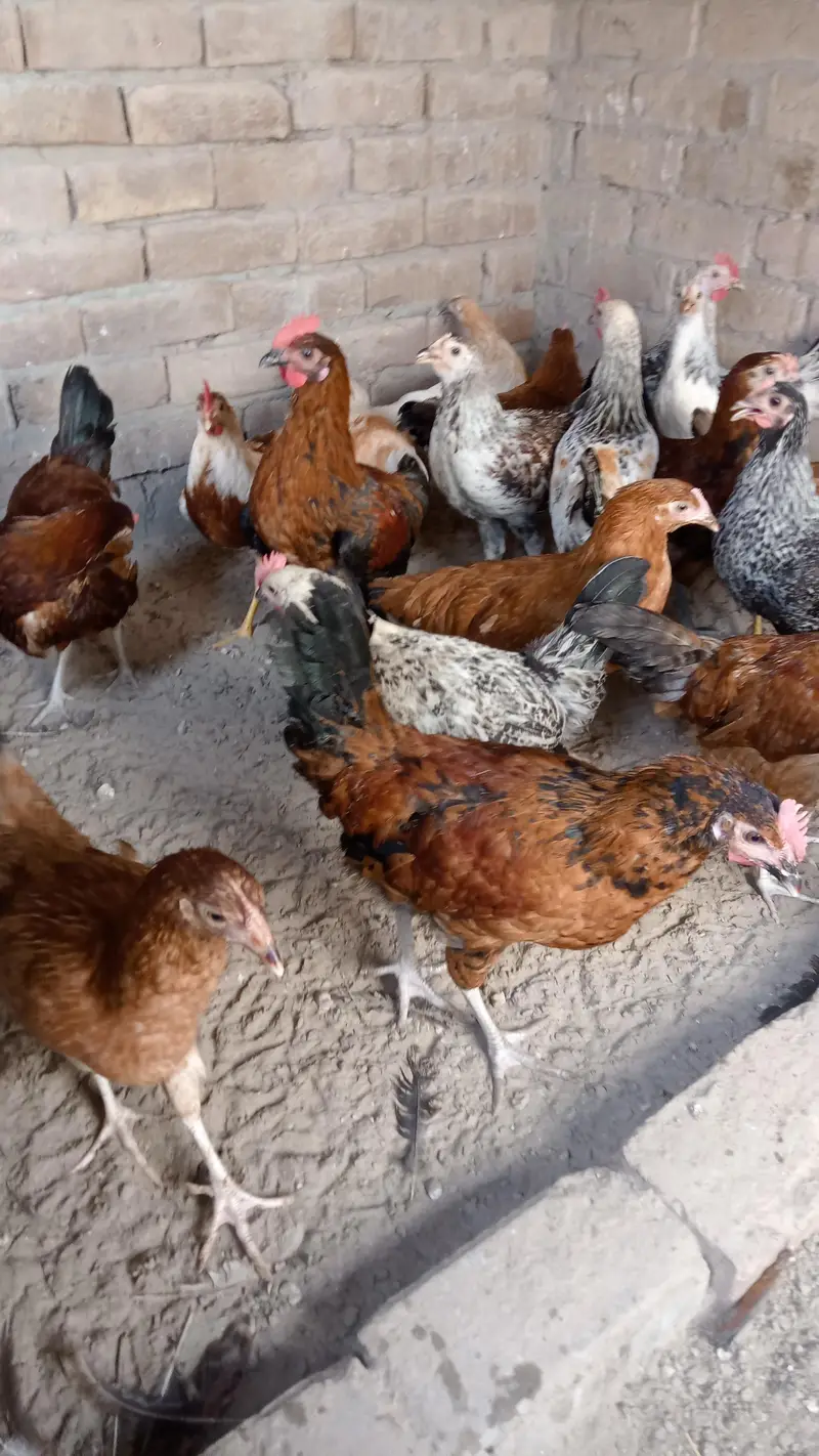 Desi muria murgy — photo 2