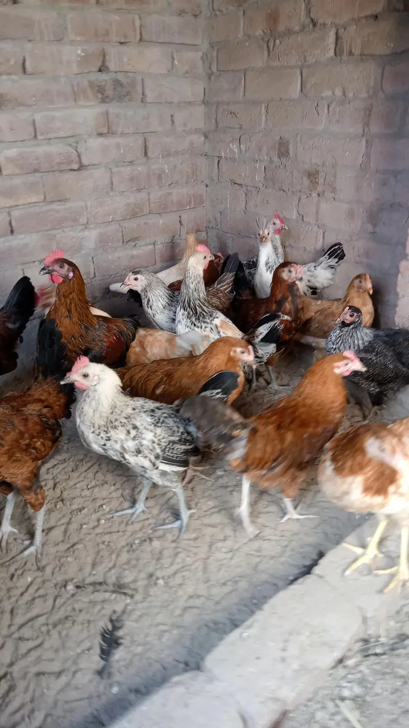 Desi muria murgy — photo 3