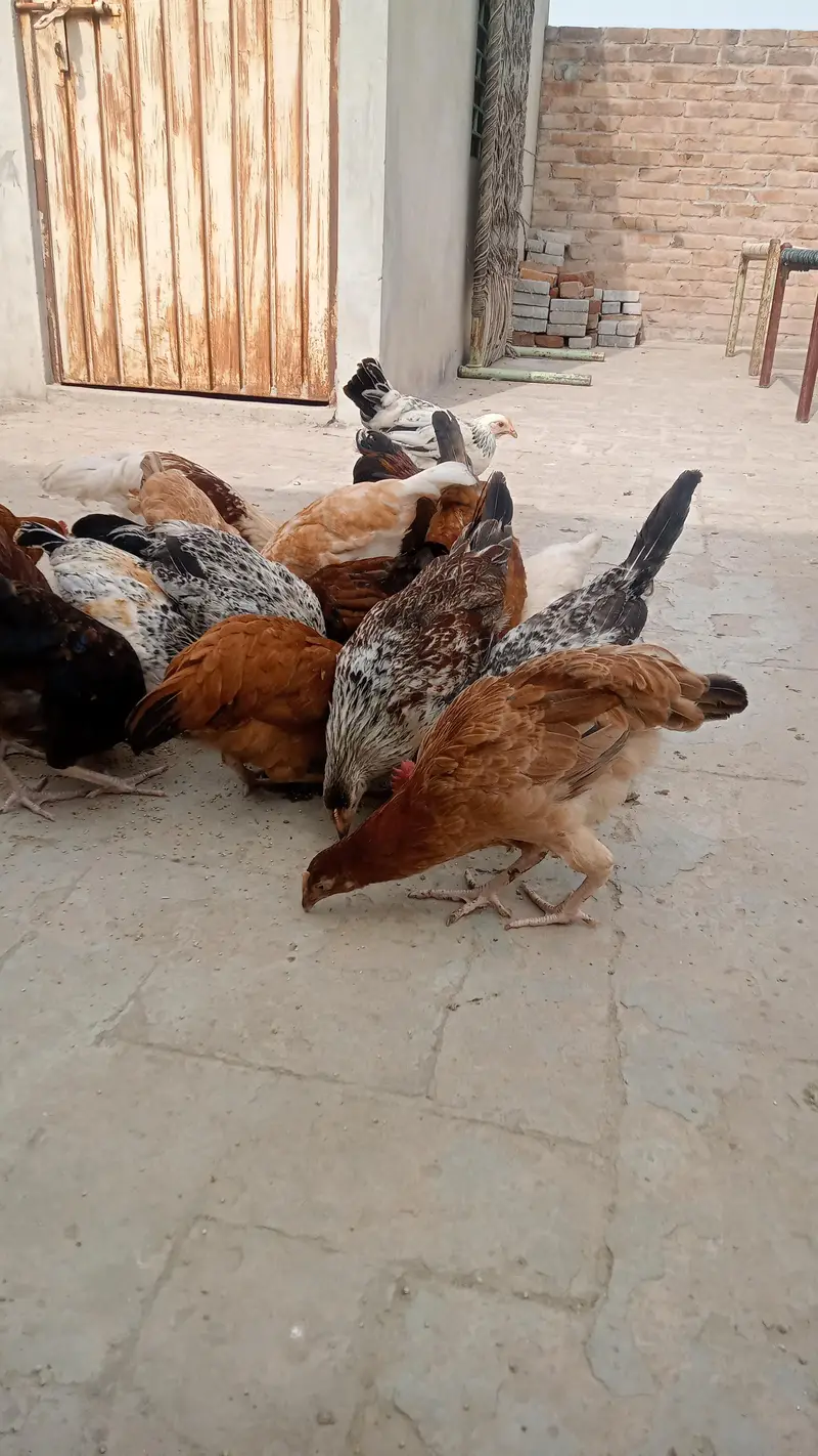 Desi muria murgy — photo 4