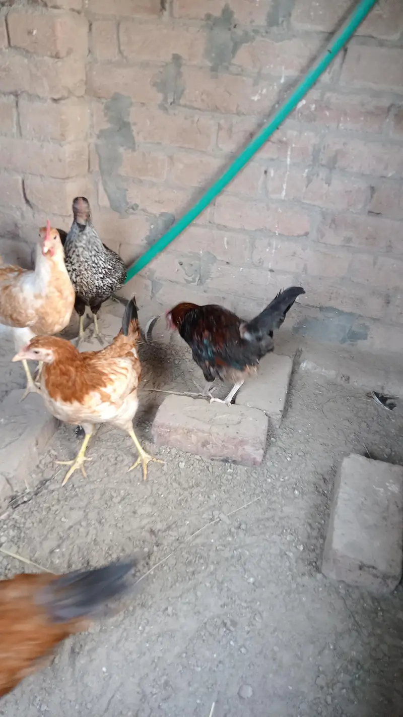 Desi muria murgy — photo 6