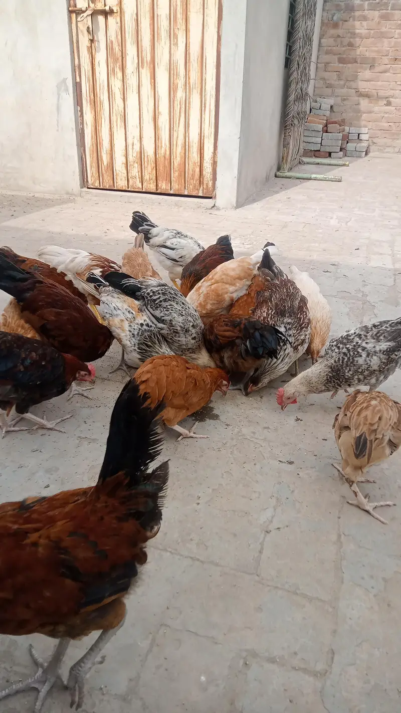 Desi muria murgy — photo 7