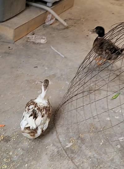 Ducks breeder pair for sale in lahore