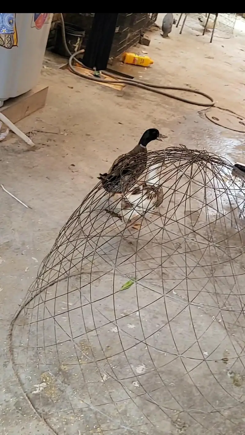 Ducks breeder pair for sale in lahore — photo 2
