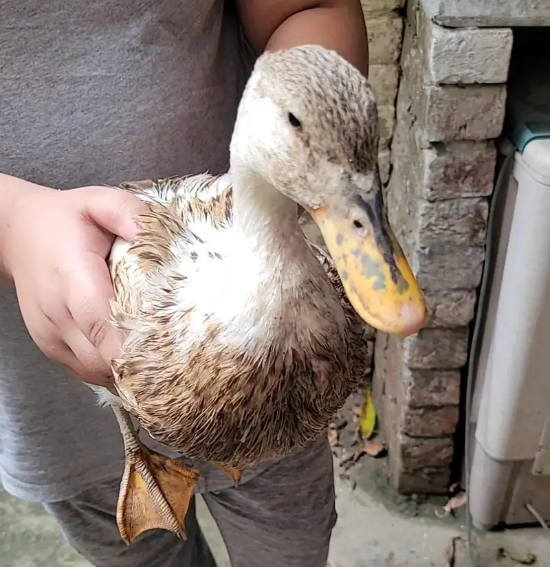Ducks breeder pair for sale in lahore — photo 4