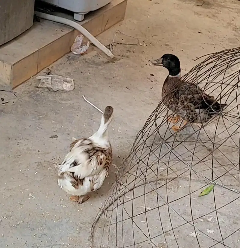 Ducks breeder pair for sale in lahore — photo 5