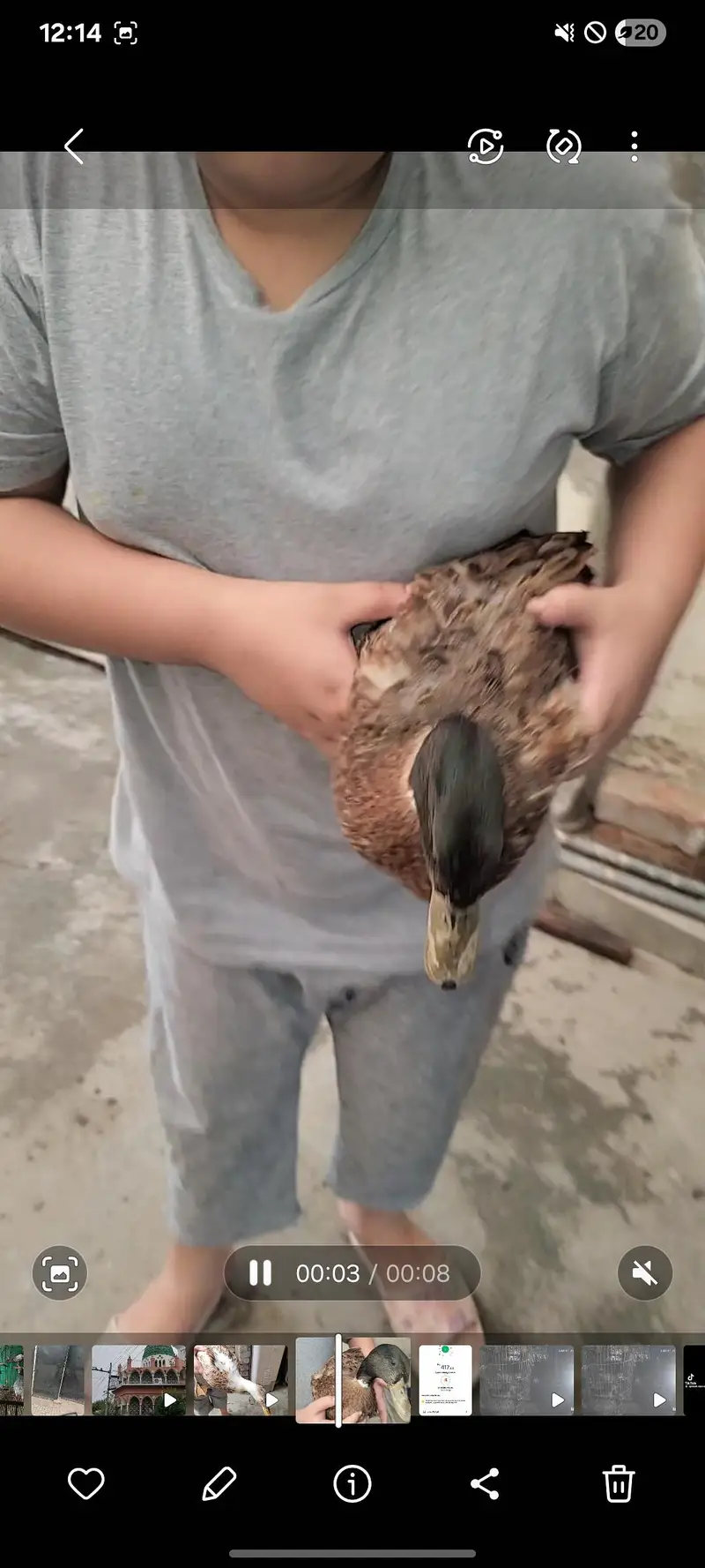 Ducks breeder pair for sale in lahore — photo 7