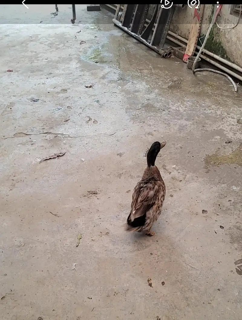 Ducks breeder pair for sale in lahore — photo 8