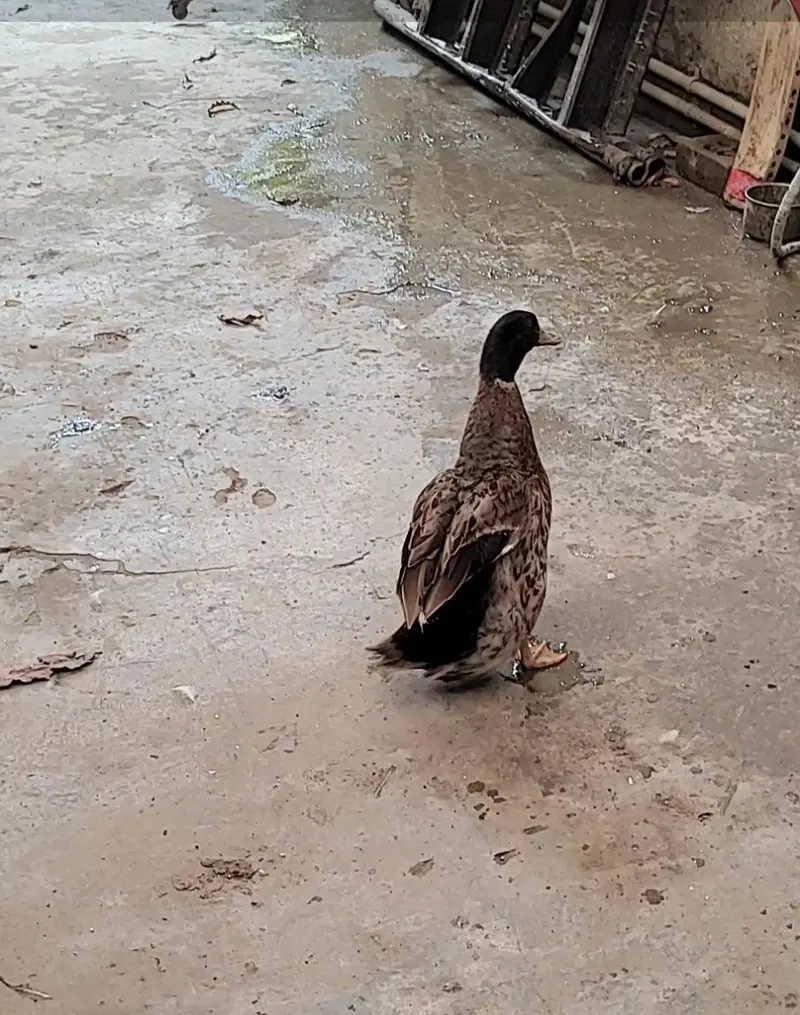 Ducks breeder pair for sale in lahore — photo 9