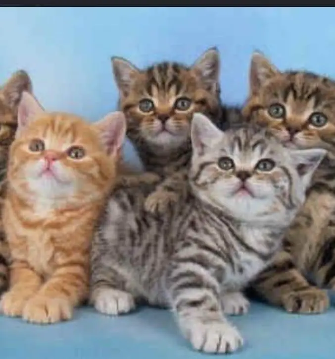 Pure Breed British Shorthair Kittens | imported kittens — photo 3