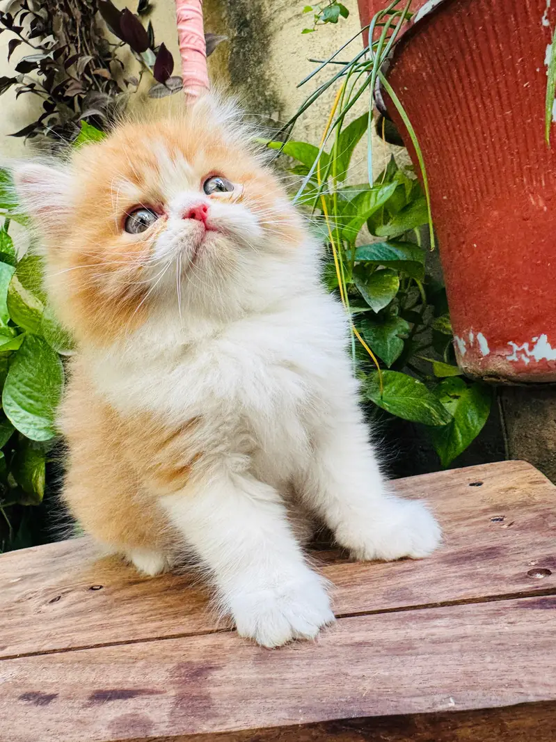Persian kitten — photo 2