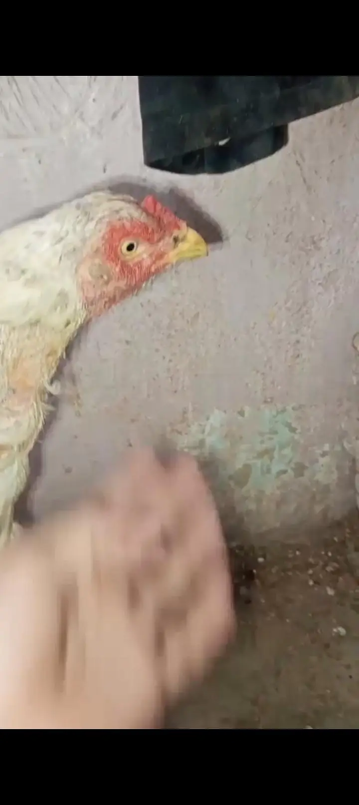 pure aseel female exchange with male — photo 2