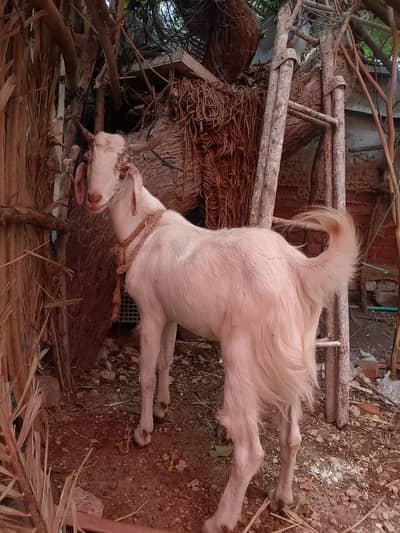tedy Goat |  2 daant  | Tedy Male | Goat for sale