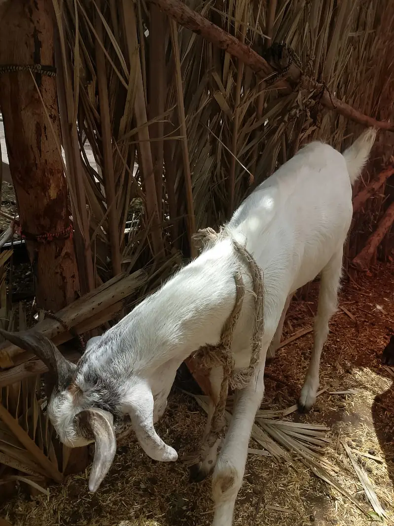 tedy Goat |  2 daant  | Tedy Male | Goat for sale — photo 3
