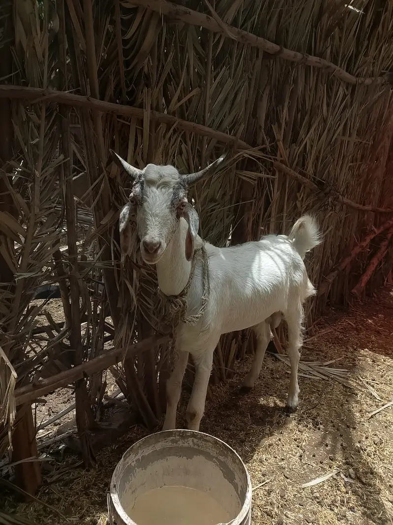 tedy Goat |  2 daant  | Tedy Male | Goat for sale — photo 5