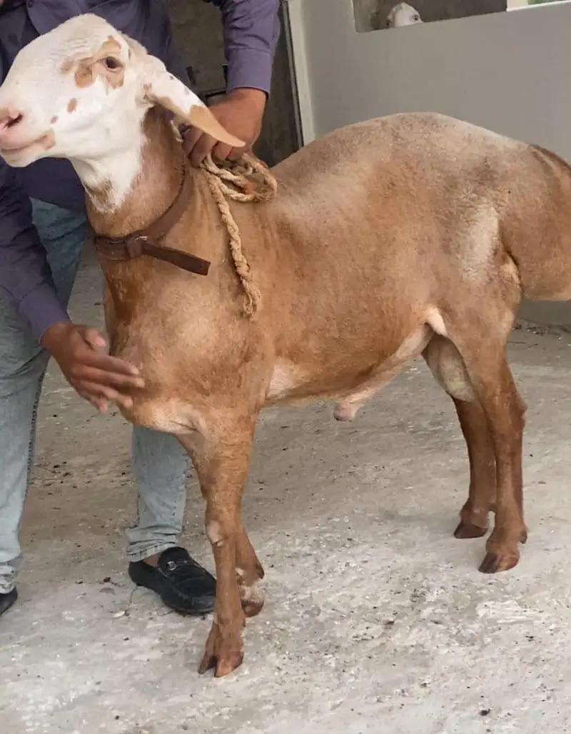 DUMBA FOR SEL OUT CLASS TURKEY HEAVY HEIGHT READ DISCRIPTION FISRT — photo 4