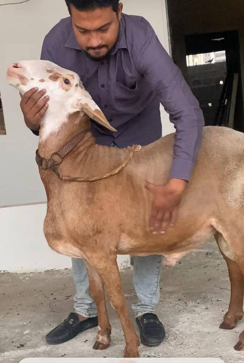 DUMBA FOR SEL OUT CLASS TURKEY HEAVY HEIGHT READ DISCRIPTION FISRT — photo 6