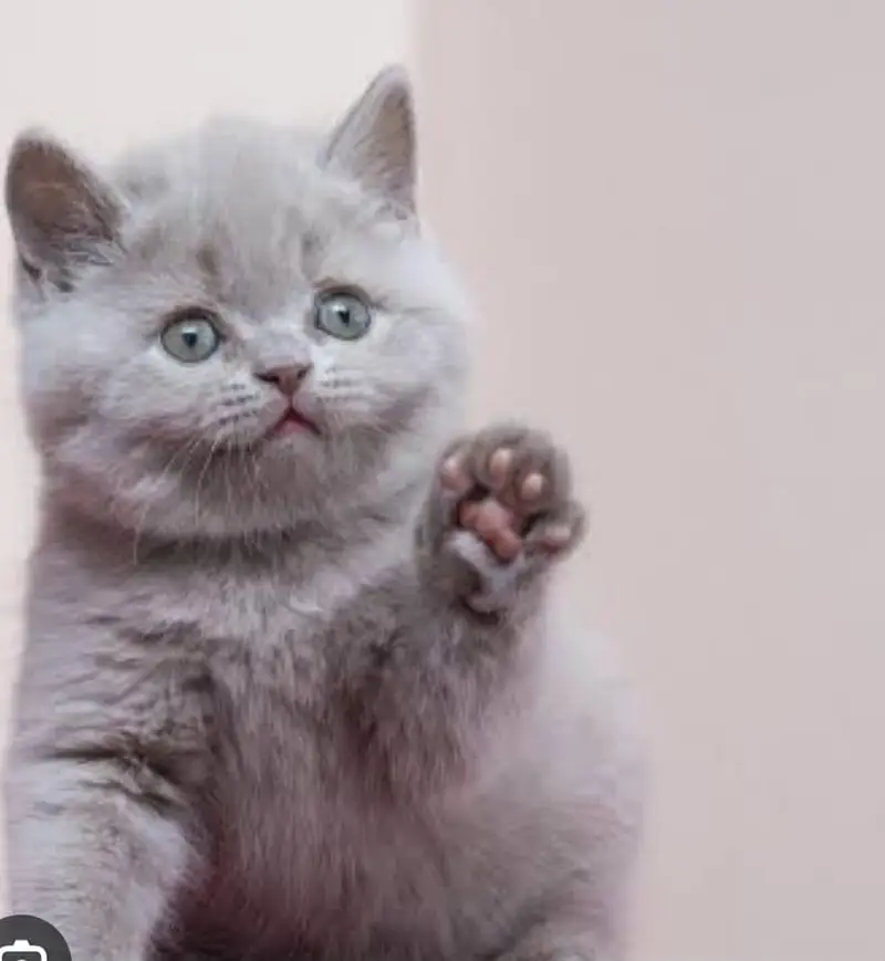 Pure Breed British Shorthair Kittens | imported kittens — photo 4