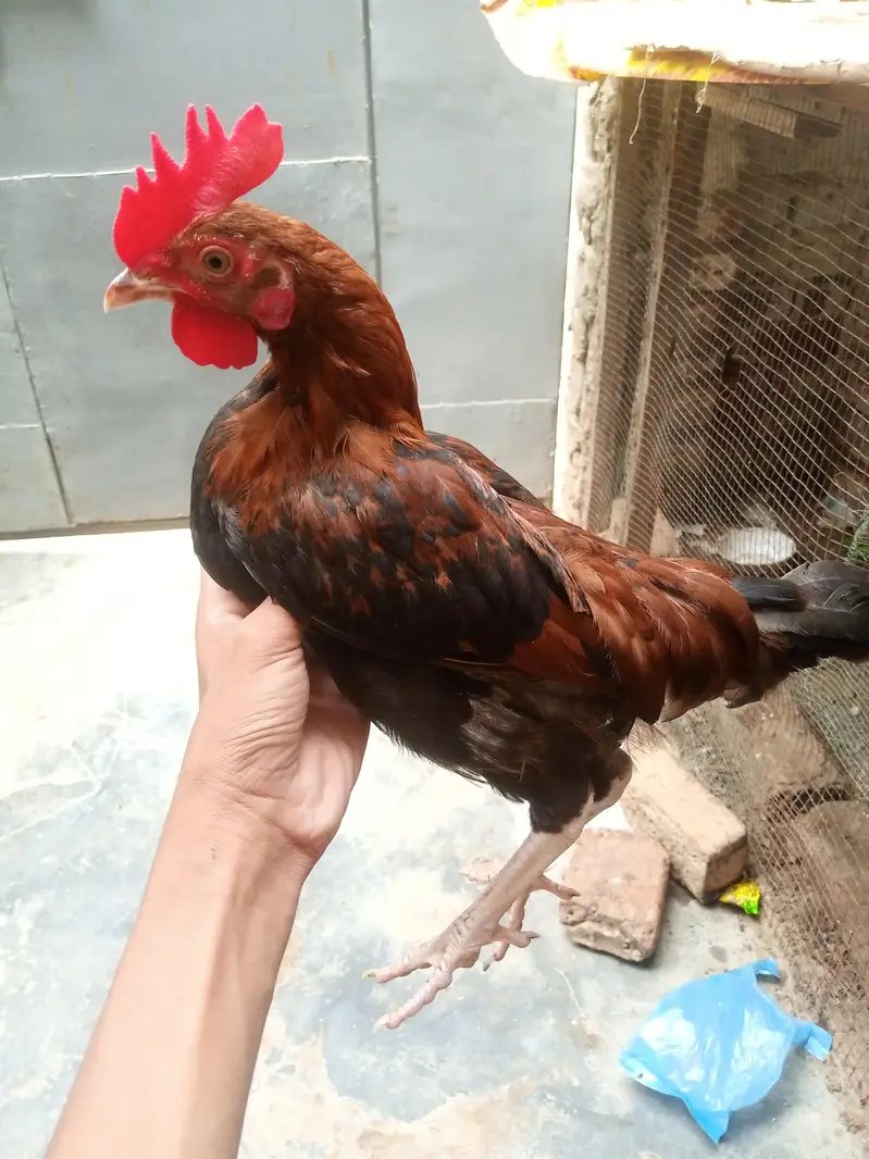 Desi and misri both — photo 2