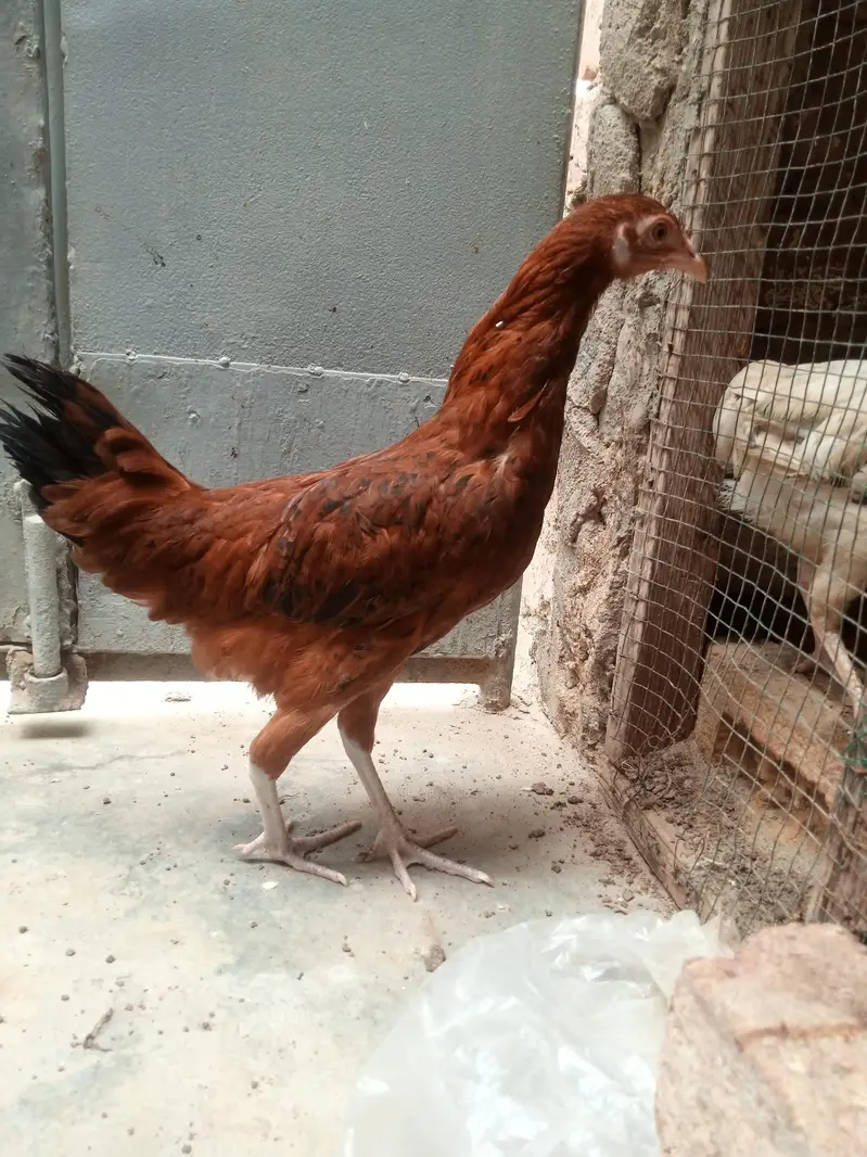 Desi and misri both — photo 4