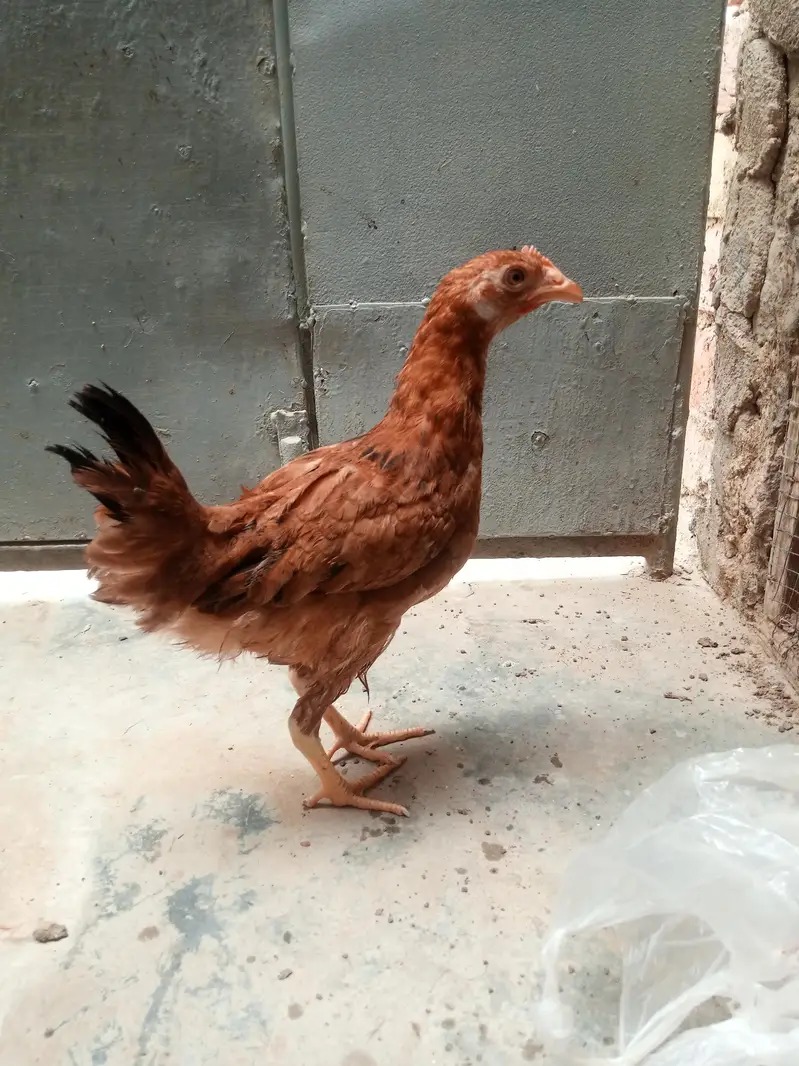 Desi and misri both — photo 5