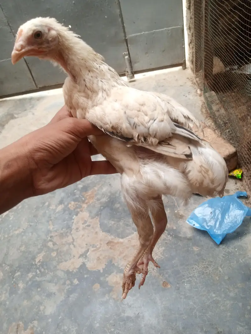 Desi and misri both — photo 6