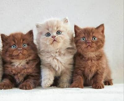 Pure Breed British Shorthair Kittens | imported kittens