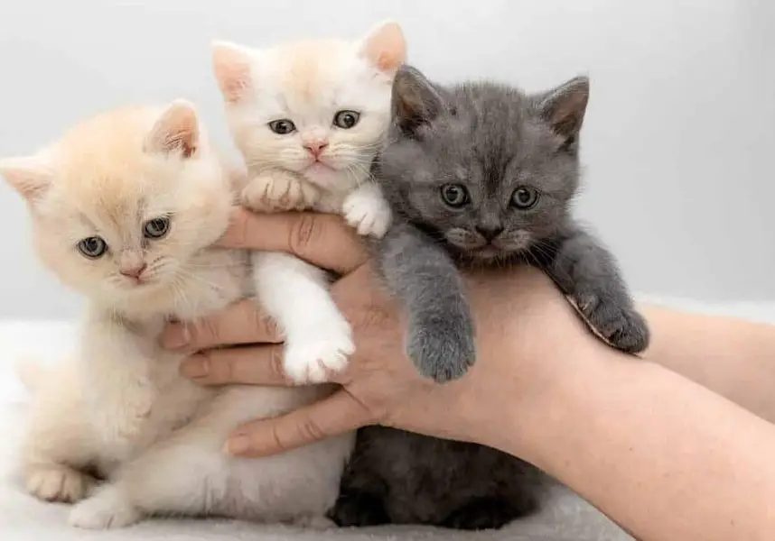 Pure Breed British Shorthair Kittens | imported kittens — photo 2