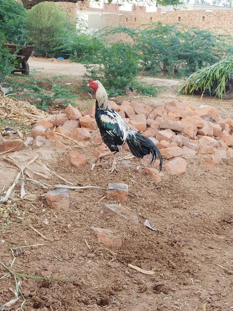 aseel murga — photo 2