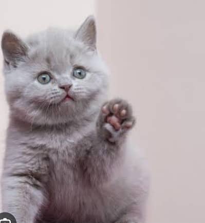 Pure Breed British Shorthair Kittens | imported kittens