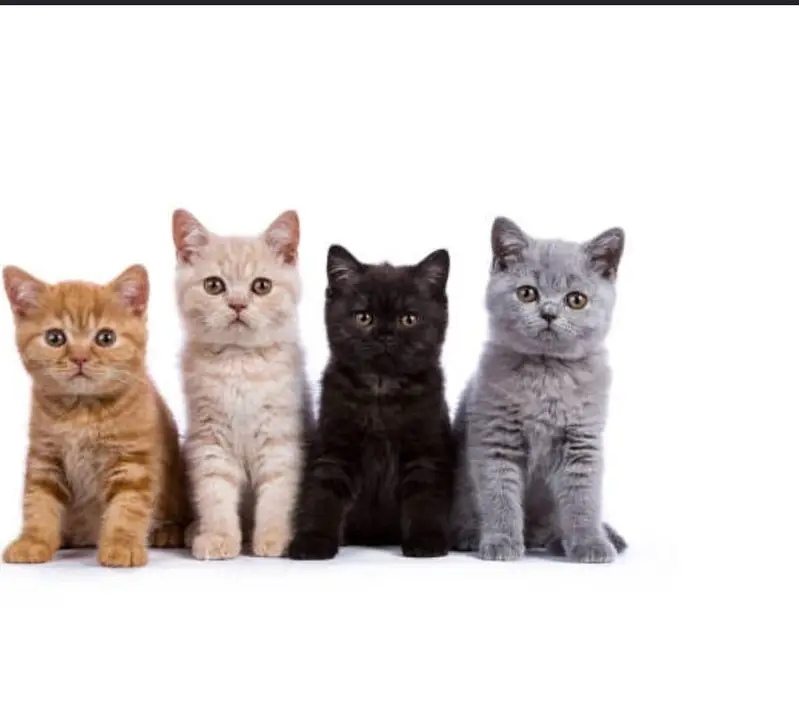 Pure Breed British Shorthair Kittens | imported kittens — photo 4