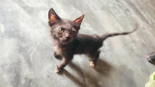 persian kitten