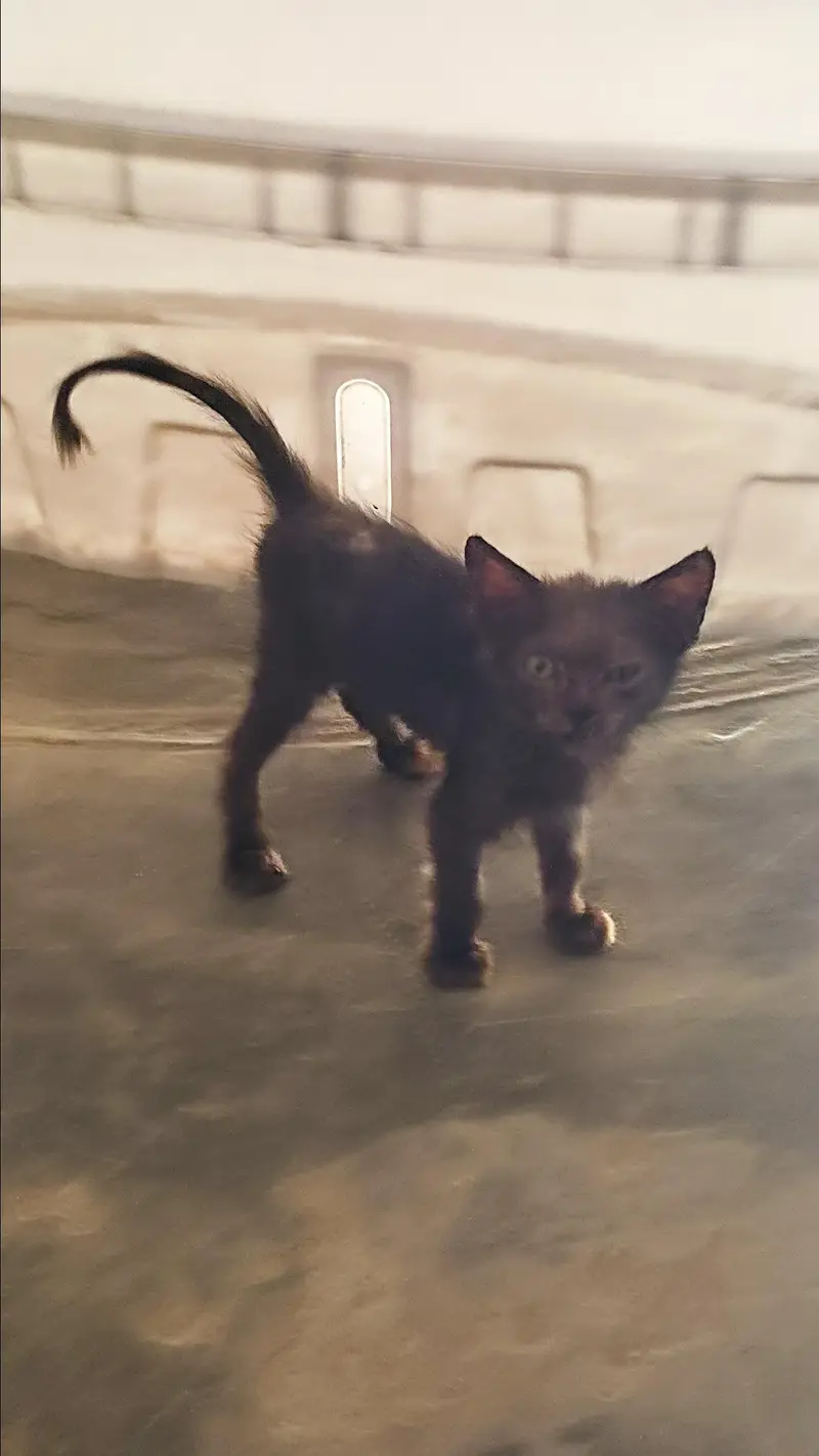 persian kitten — photo 2