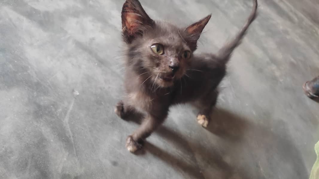 persian kitten 2