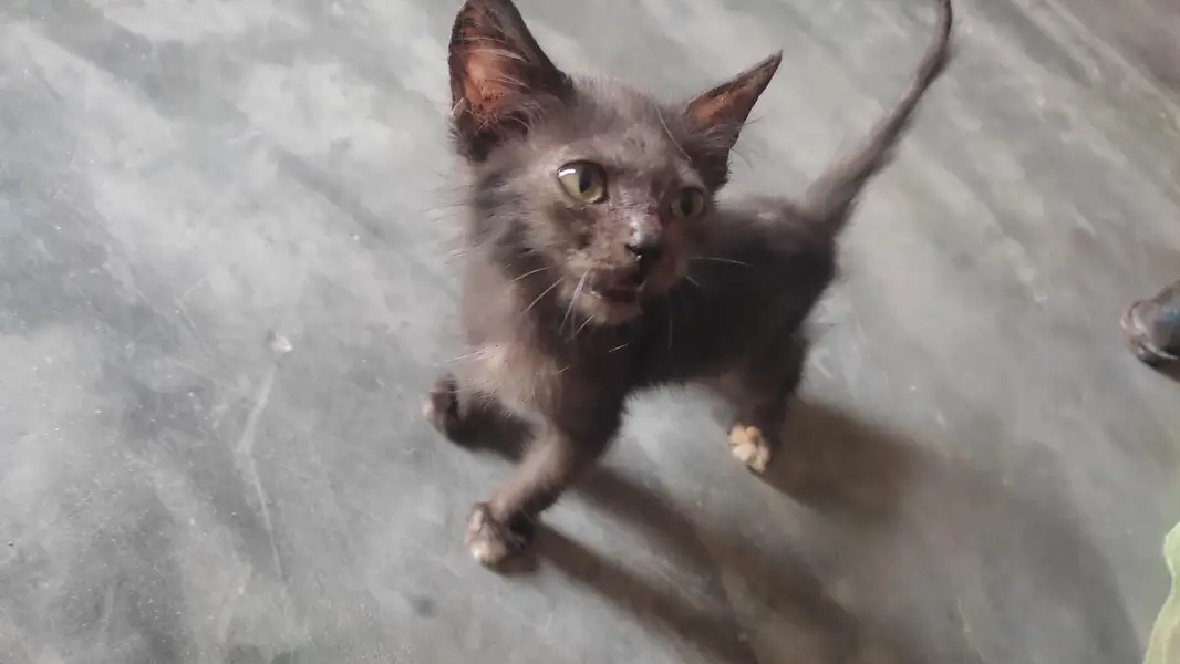 persian kitten — photo 3