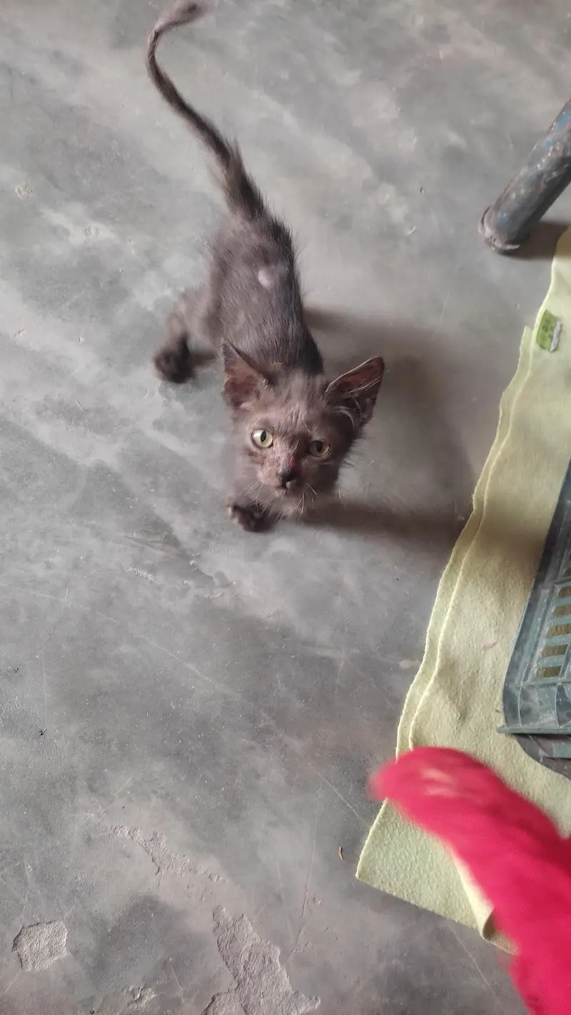 persian kitten — photo 4