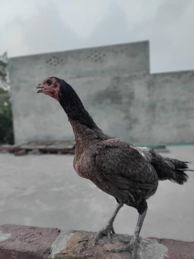 Pure Aseel burmi madi (Female)