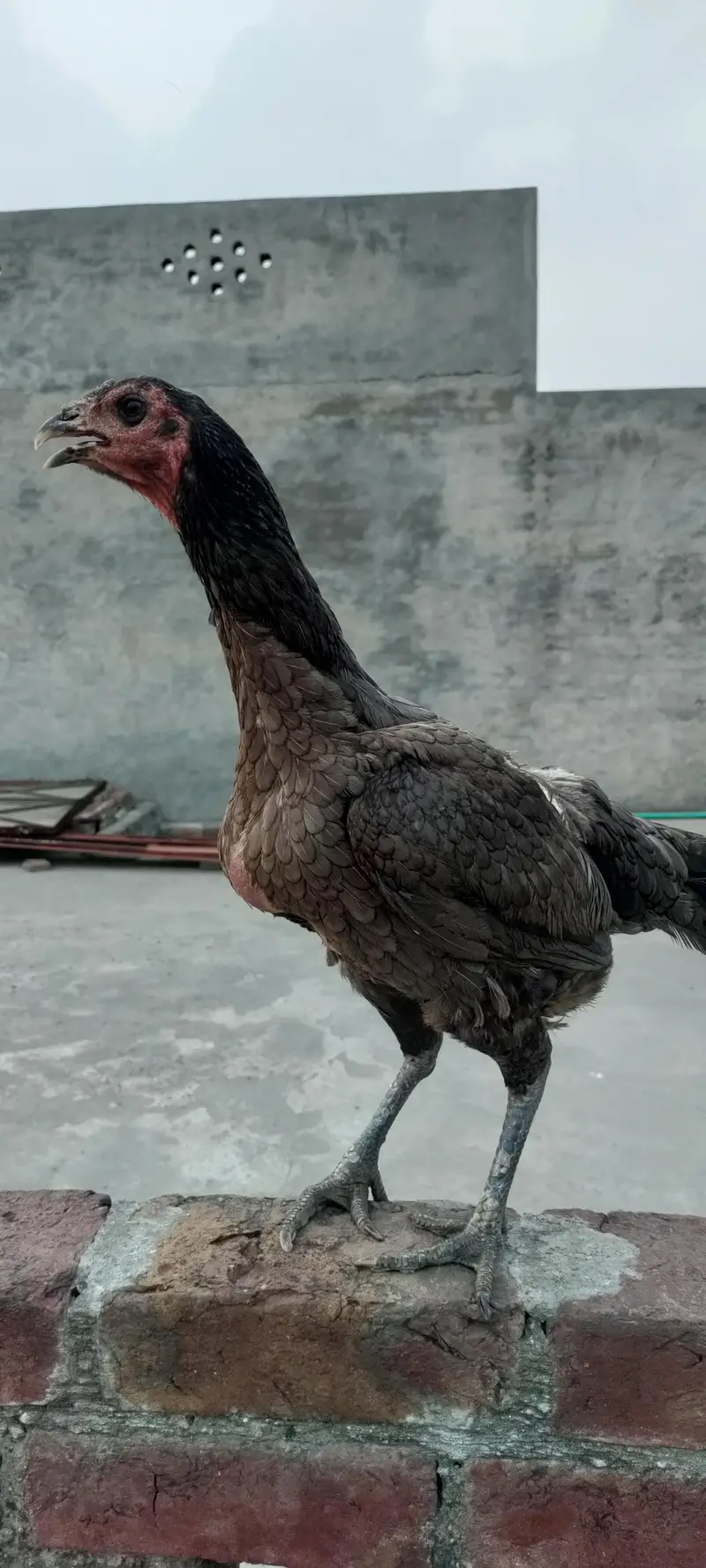 Pure Aseel burmi madi (Female) — photo 2