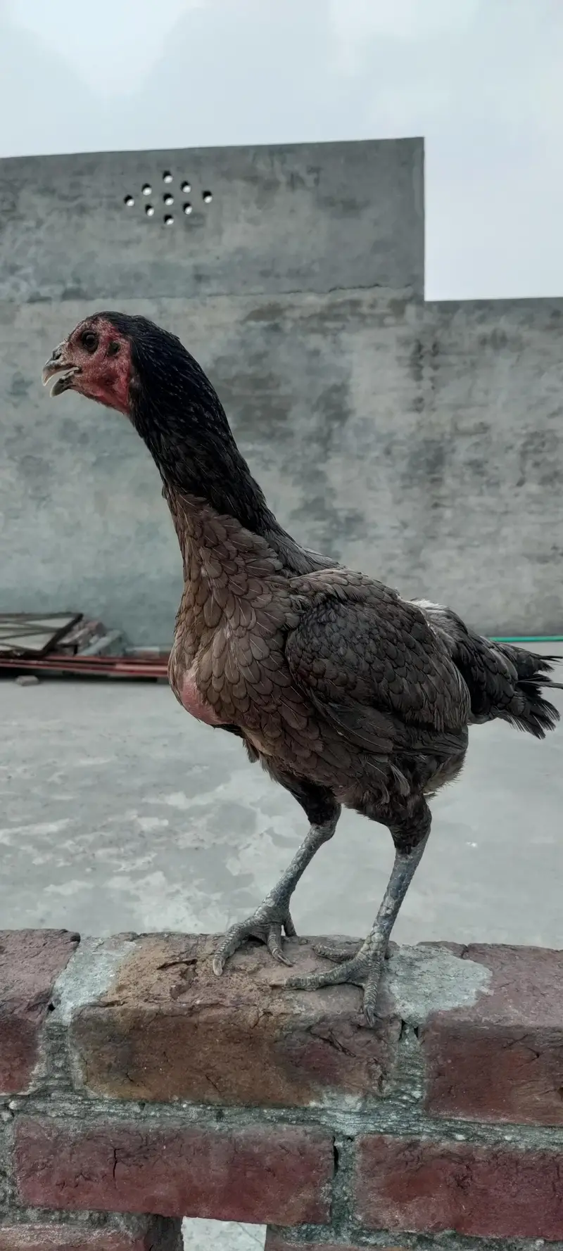 Pure Aseel burmi madi (Female) — photo 3