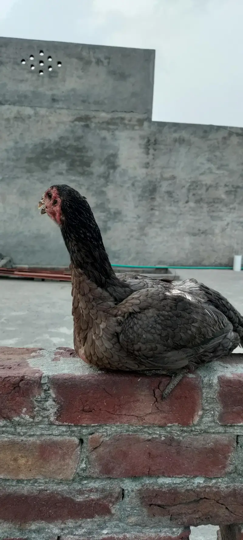 Pure Aseel burmi madi (Female) — photo 4