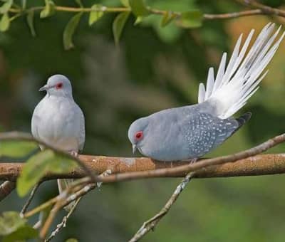 diamond dove and khumray