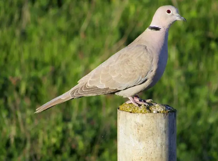 diamond dove and khumray — photo 2