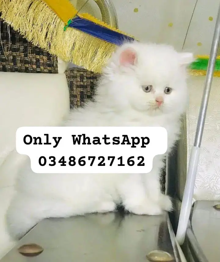 Persian cat 2month vaccinated